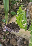 Dubai Butterfly Garden