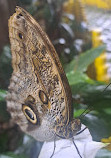 Dubai Butterfly Garden