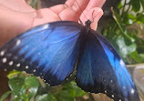 Dubai Butterfly Garden