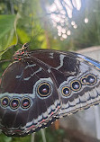 Dubai Butterfly Garden