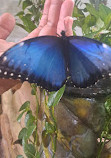 Dubai Butterfly Garden