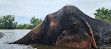 Chang Puak Elephant Camp Kanchanaburi