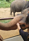 Chang Puak Elephant Camp Kanchanaburi