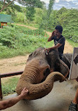 Chang Puak Elephant Camp Kanchanaburi