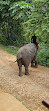 Chang Puak Elephant Camp Kanchanaburi