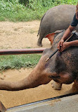 Chang Puak Elephant Camp Kanchanaburi