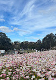 The Australian Botanic Garden Playground