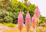 The Australian Botanic Garden Playground