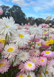 The Australian Botanic Garden Playground