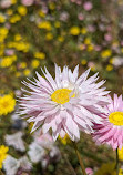 Australian Botanic Garden Mount Annan