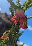 Australian Botanic Garden Mount Annan