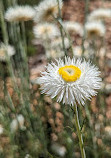 Australian Botanic Garden Mount Annan