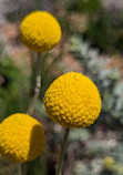 Australian Botanic Garden Mount Annan