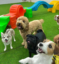 Fetch Dubai Daycare And Boarding