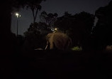 Night Safari