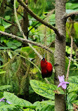 Singapore Botanic Gardens