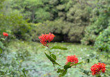 Singapore Botanic Gardens