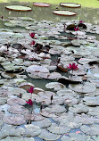 Singapore Botanic Gardens