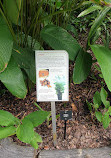 Singapore Botanic Gardens