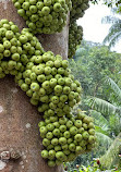 Singapore Botanic Gardens