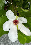 Singapore Botanic Gardens