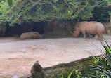 Singapore Zoo