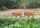 Singapore Zoo