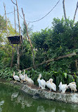 Singapore Zoo