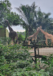 Singapore Zoo