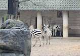 باغ وحش پتینگ