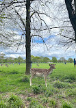 Phoenix Park