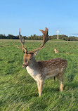 Phoenix Park