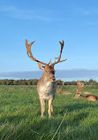 Phoenix Park