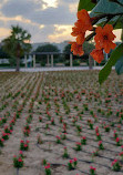 Al Warqa Garden