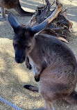 WILD LIFE Sydney Zoo