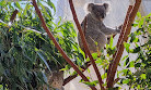 WILD LIFE Sydney Zoo