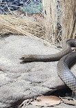 WILD LIFE Sydney Zoo