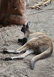 WILD LIFE Sydney Zoo