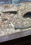 WILD LIFE Sydney Zoo