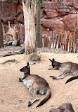 WILD LIFE Sydney Zoo