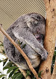 WILD LIFE Sydney Zoo