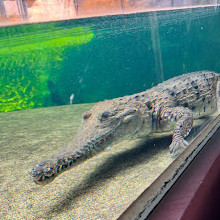 WILD LIFE Sydney Zoo