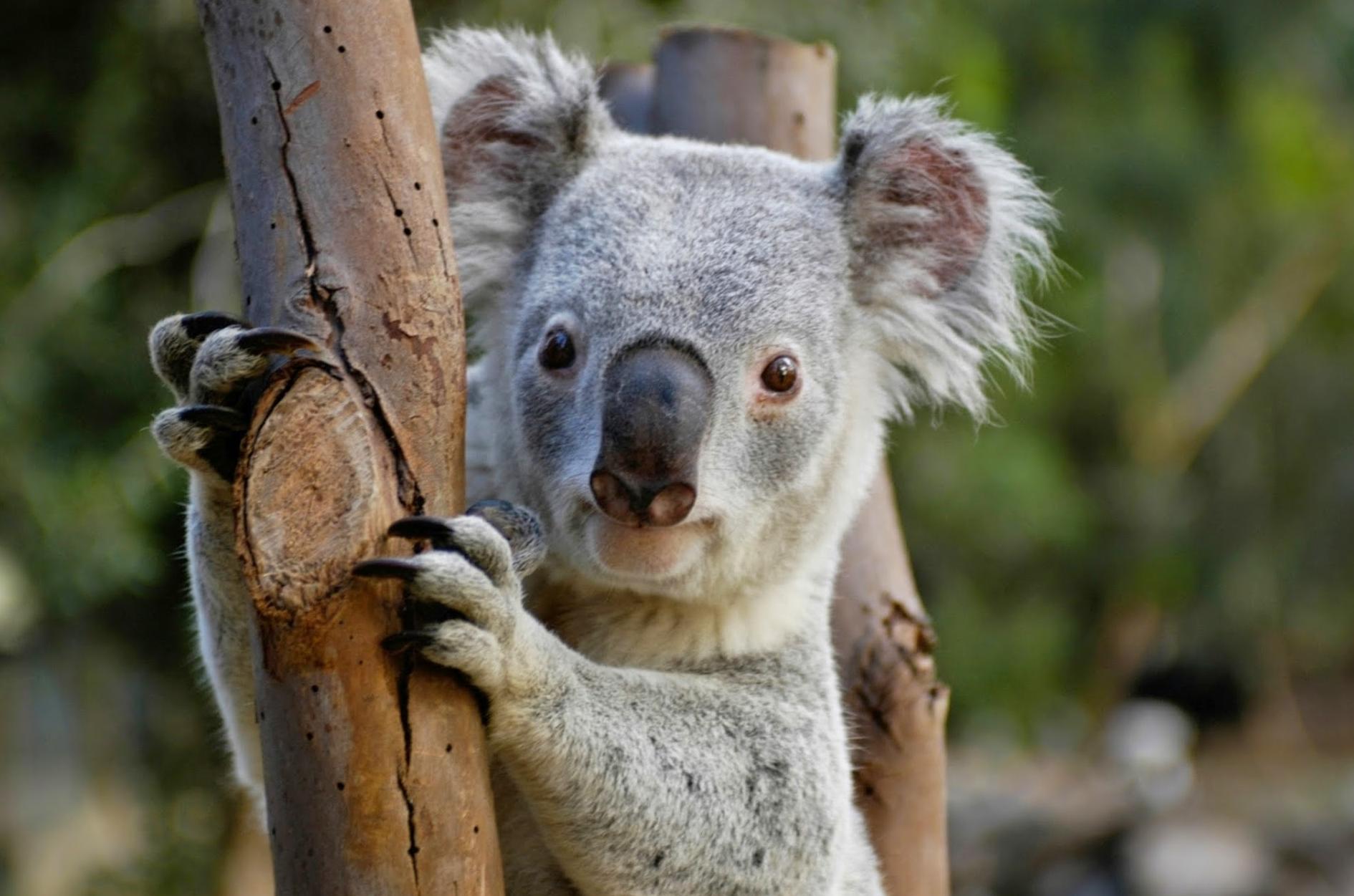 Featherdale Sydney Wildlife Park