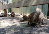 Featherdale Sydney Wildlife Park