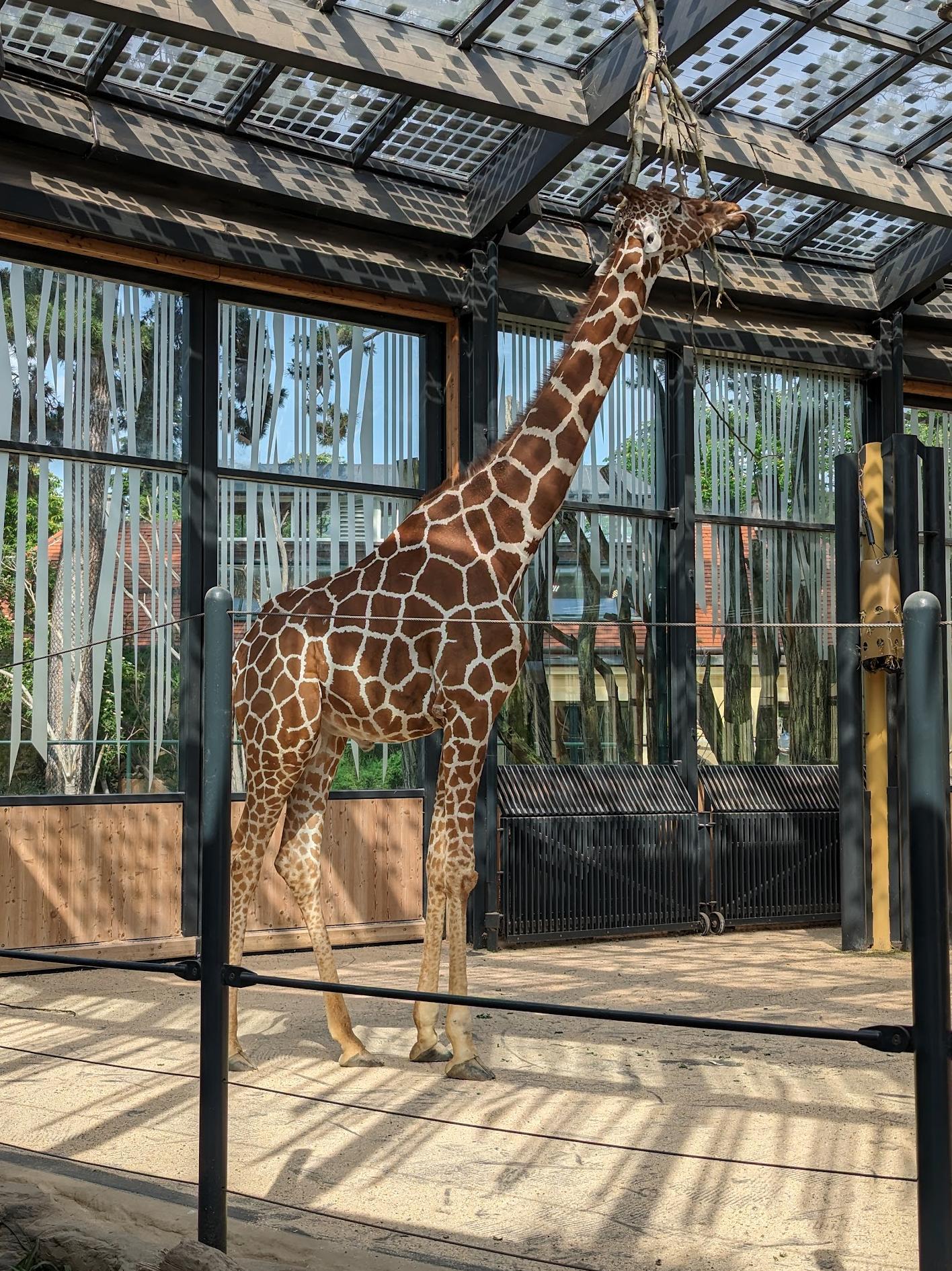 Parco Giraffen