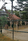 Giraffenpark