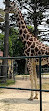 Giraffenpark