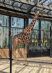 Parque Girafa