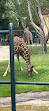 Giraffenpark