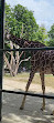 Жирафенпарк